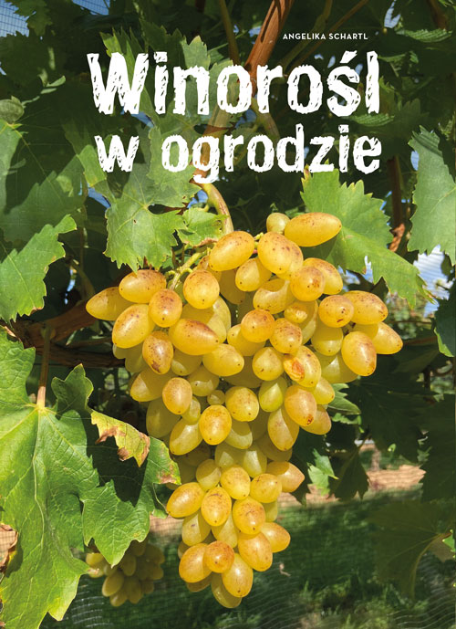 Winorośl w ogrodzie, zdjęcie produktu, kategoria Dom i ogród