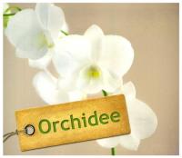 Okładka książki Orchidee