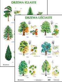 Opakowanie Plansza - Drzewa liściaste, drzewa iglaste