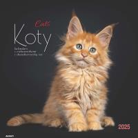 Okładka książki Kalendarz 2025 ścienny albumowy Koty