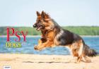 Opakowanie Kalendarz 2023 Albumowy Psy AVANTI